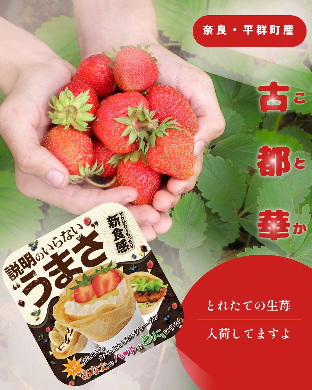 奈良・平群町のブランドイチゴ「古都華」入荷！